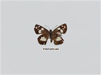 藏品(薑弄蝶)的圖片